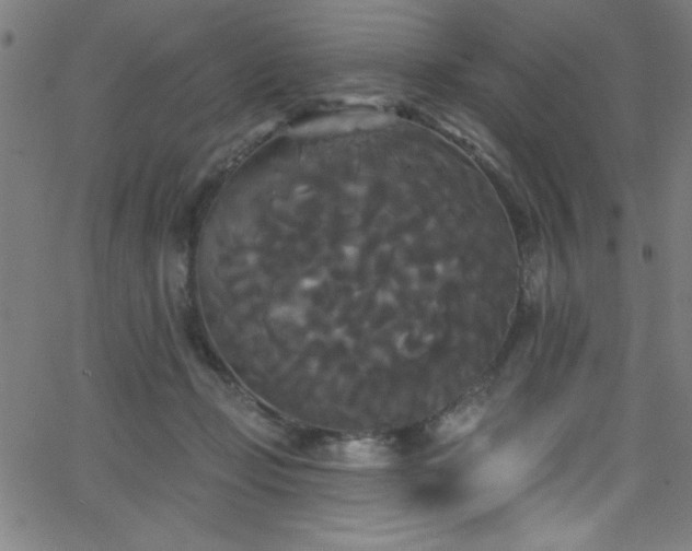 X0000068770365200604281244