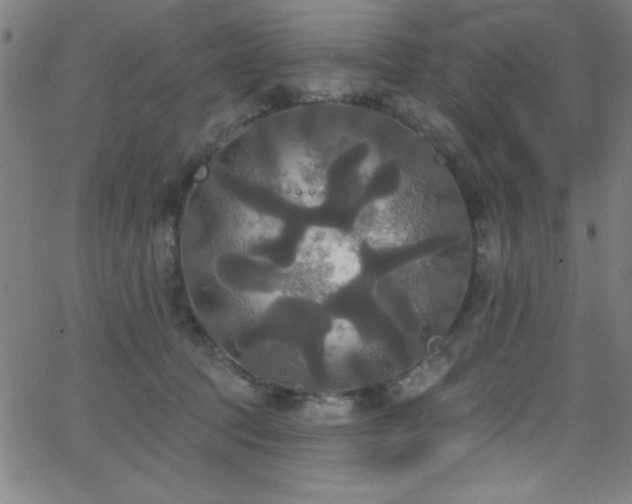 X0000068770369200604281244