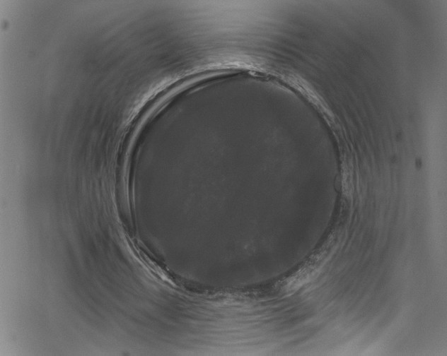 X0000068770434200604281242