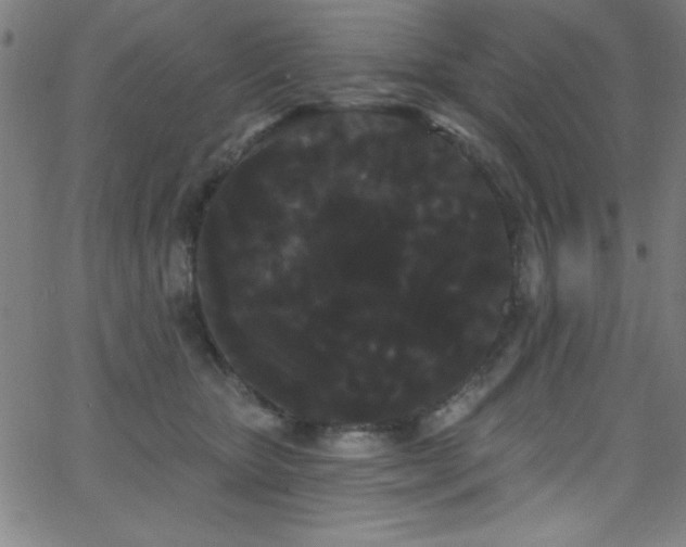 X0000068770467200604281243