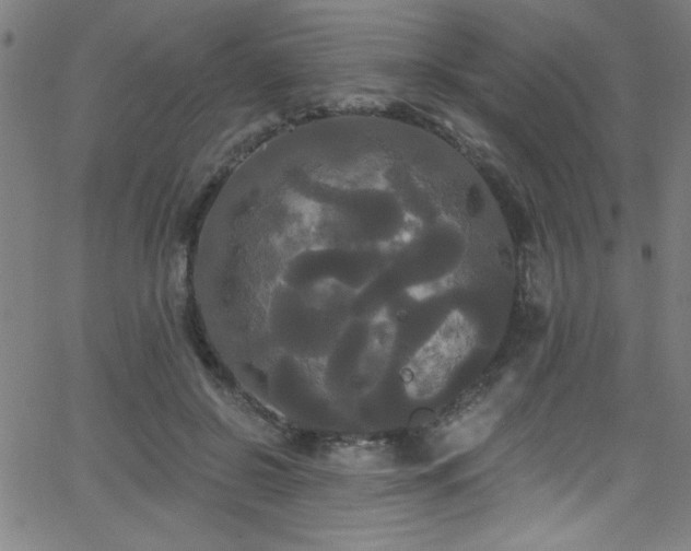 X0000068770550200604281241