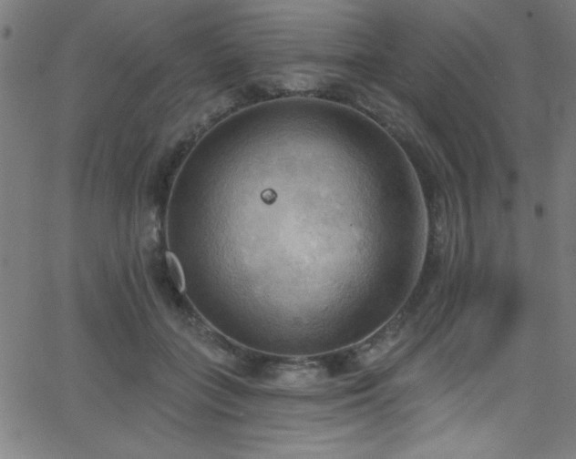 X0000068770555200604281241