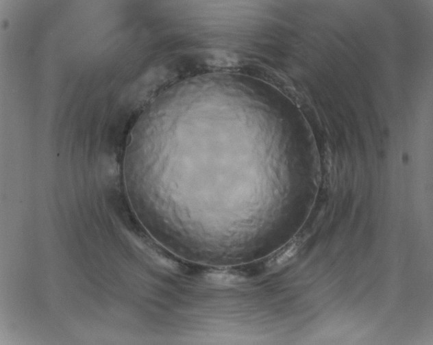 X0000068770614200604281240