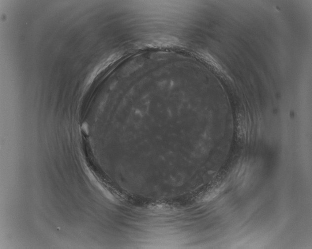 X0000068770634200604281239