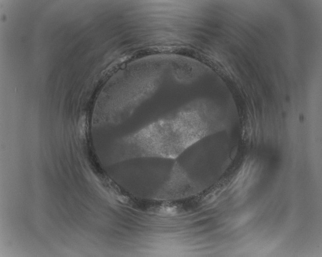 X0000068770647200604281239