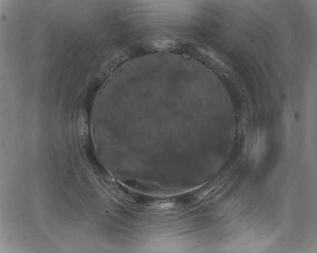 X0000068770651200604281239