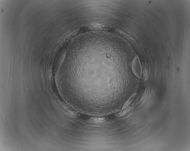 X0000068770665200604281240