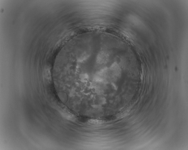 X0000068770699200604281239