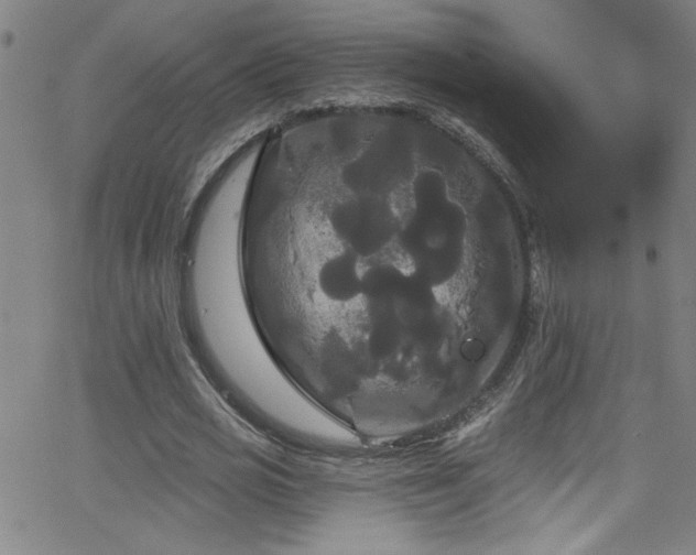 X0000068770725200604281237