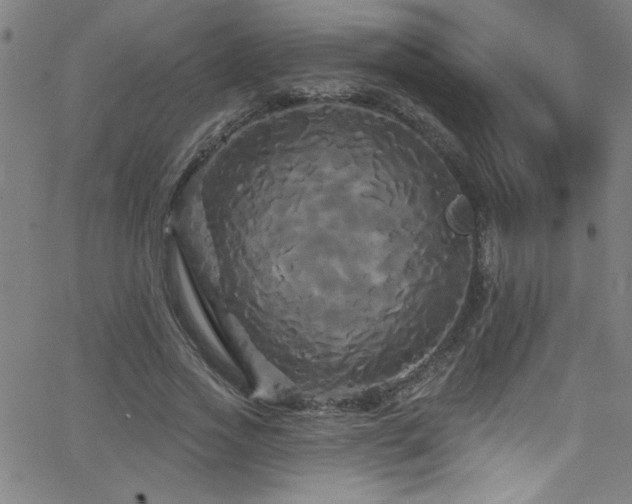 X0000068770733200604281238