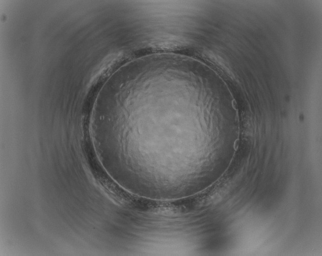 X0000068770738200604281238