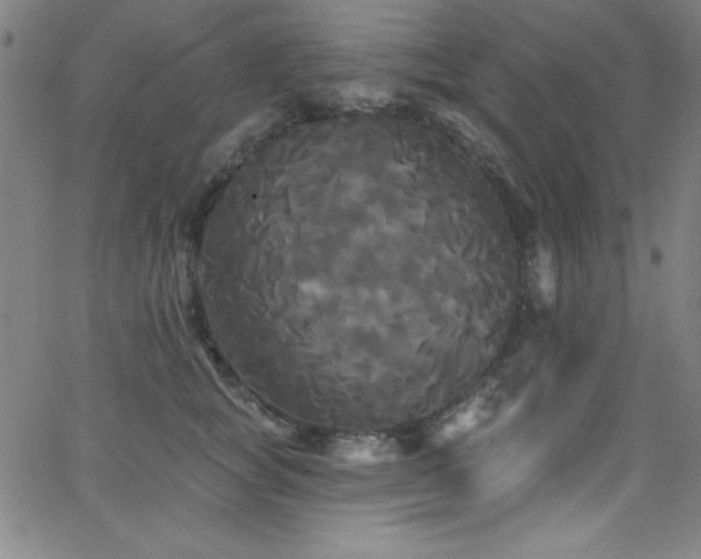 X0000068770757200604281238