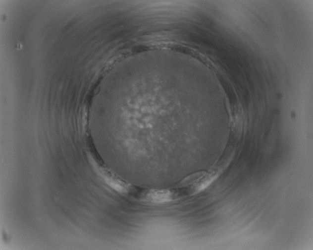 X0000068770767200604281238