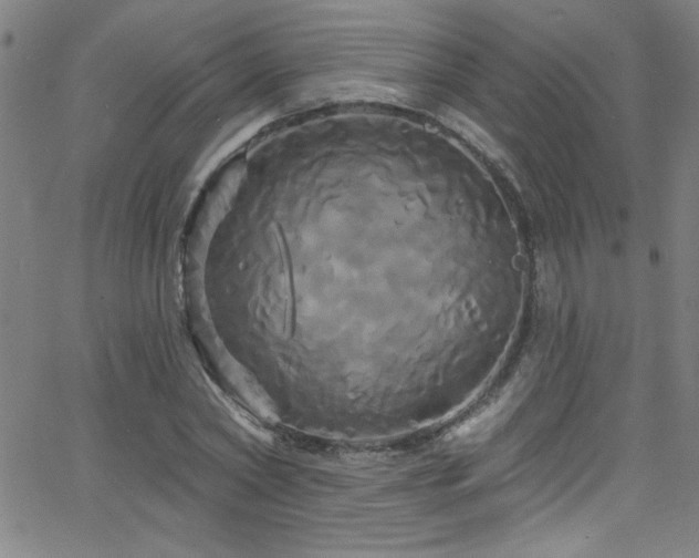 X0000068770782200604281237