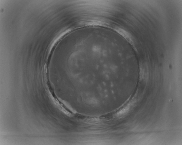 X0000068770798200604281237