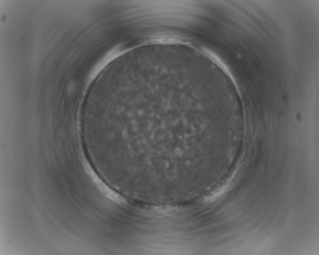 X0000068770803200604281237