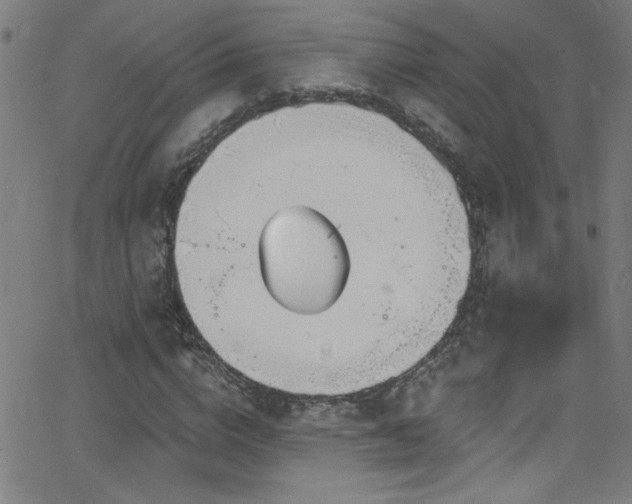 X0000068770824200604281236