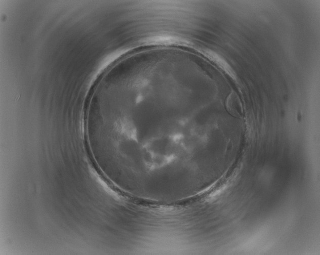 X0000068770839200604281236