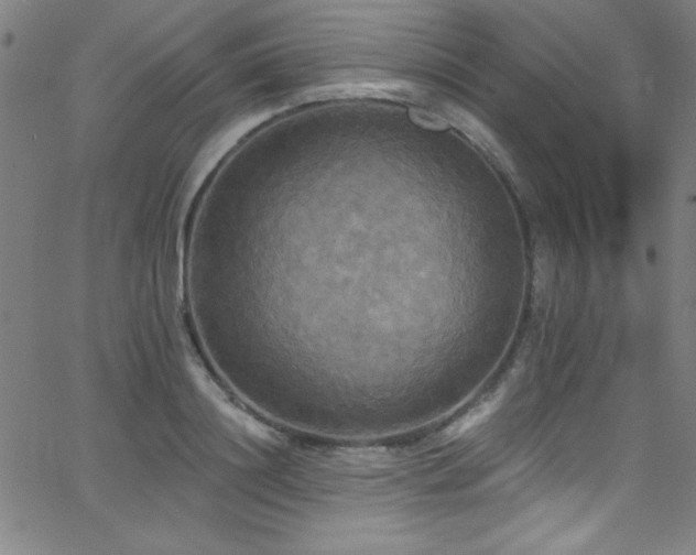 X0000068770844200604281236