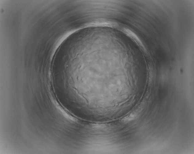 X0000068770852200604281236