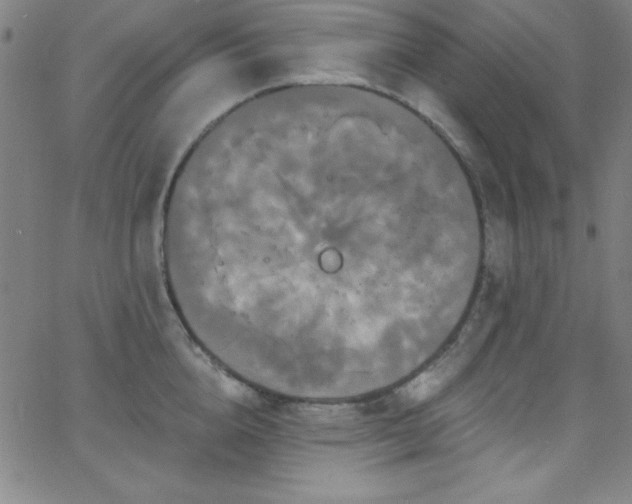 X0000068770856200604281236