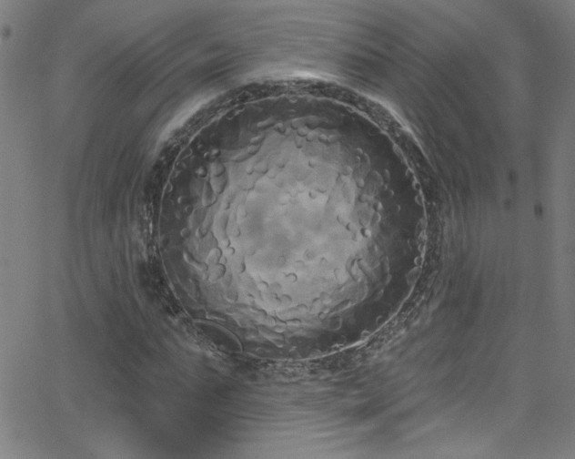 X0000068770871200604281236