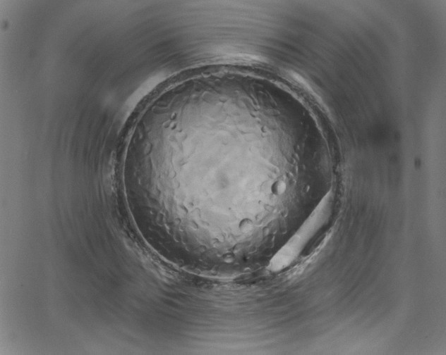 X0000068770875200604281236