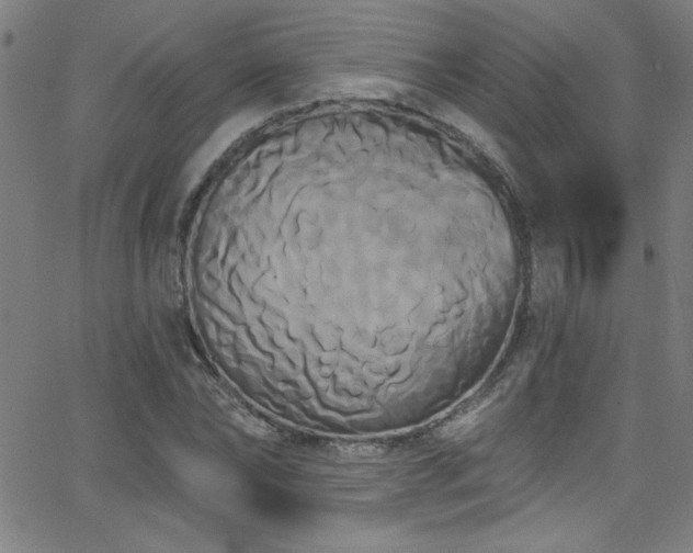 X0000068770878200604281236