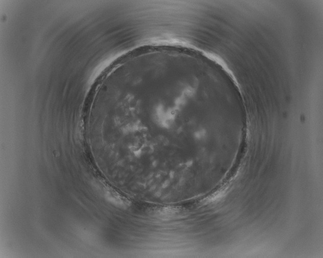 X0000068770879200604281236