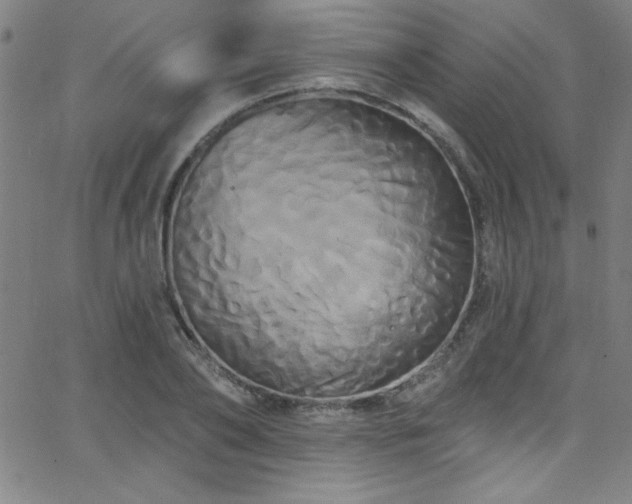 X0000068770886200604281235