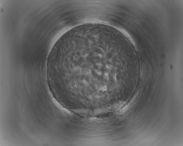 X0000068770903200604281235