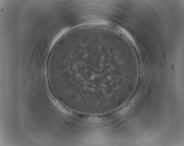 X0000068770907200604281235