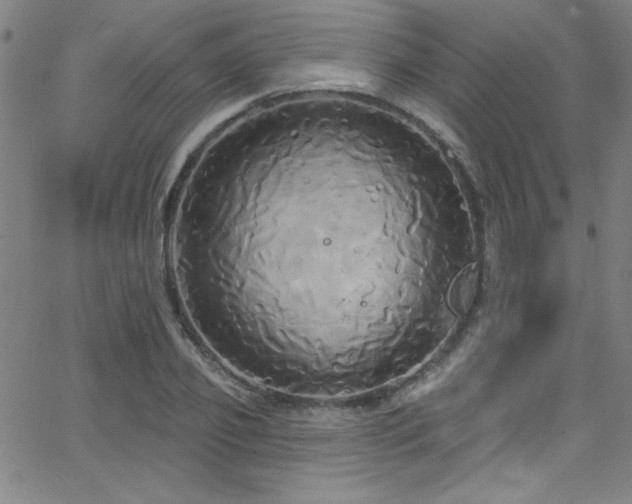 X0000068770933200604281234