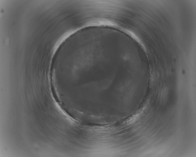 X0000068770943200604281235