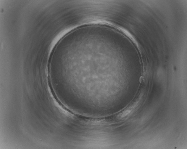 X0000068770951200604281235