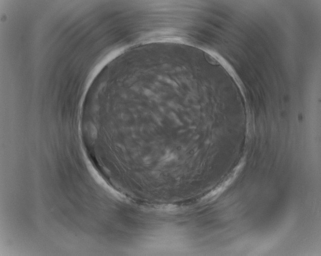 X0000068770957200604281235