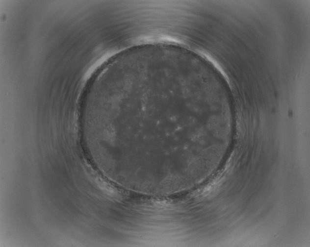 X0000068770975200604281234