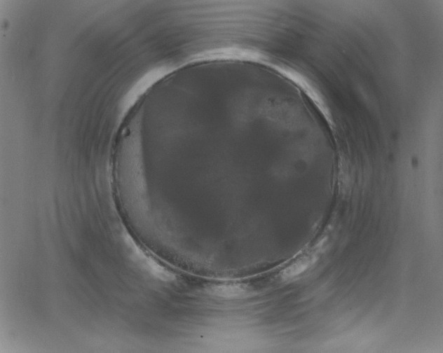 X0000068770998200604281233