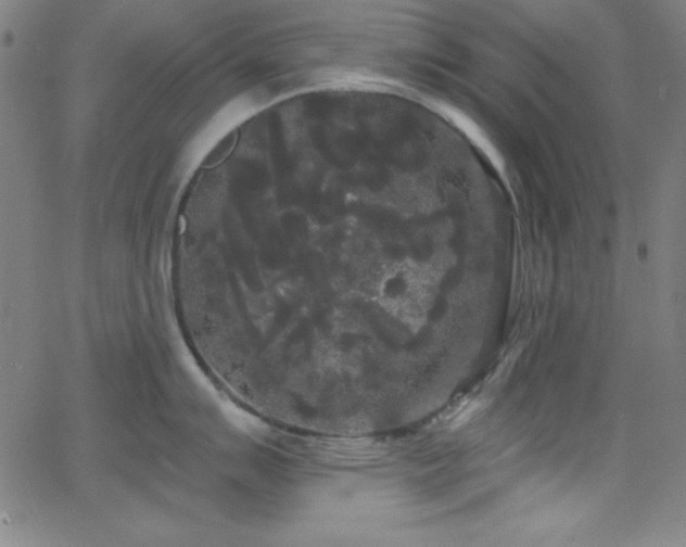 X0000068771007200604281233