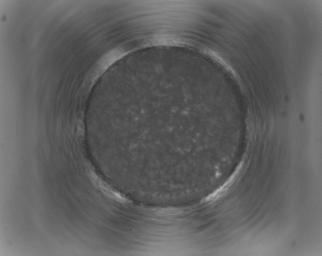 X0000068771025200604281233