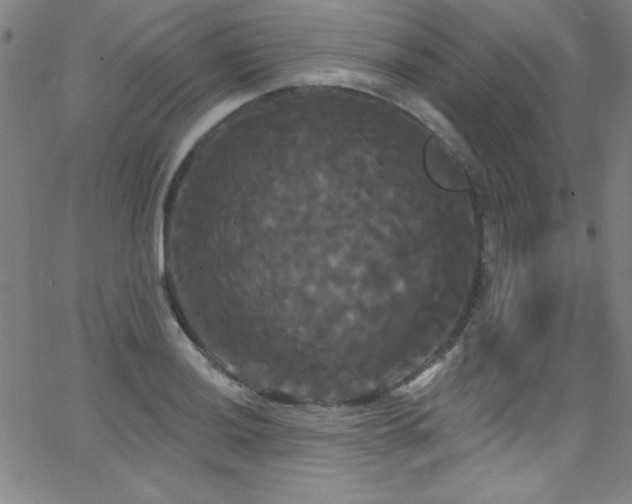 X0000068771036200604281233