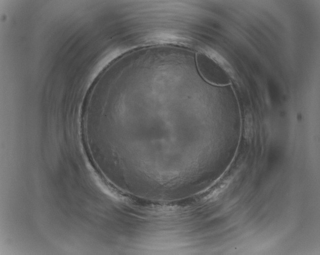 X0000068771039200604281233