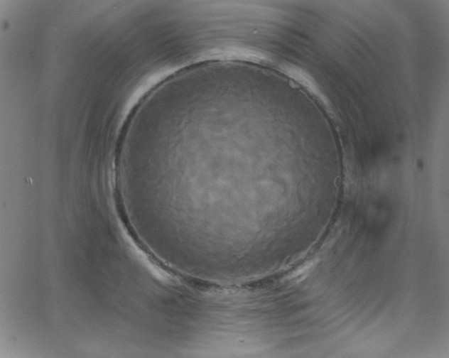 X0000068771040200604281233