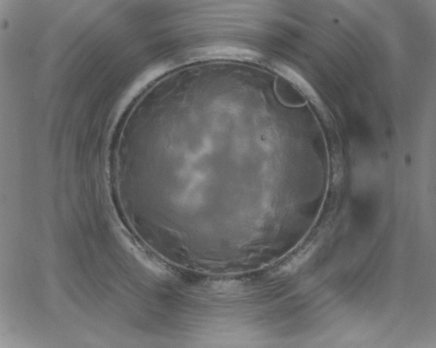 X0000068771043200604281233