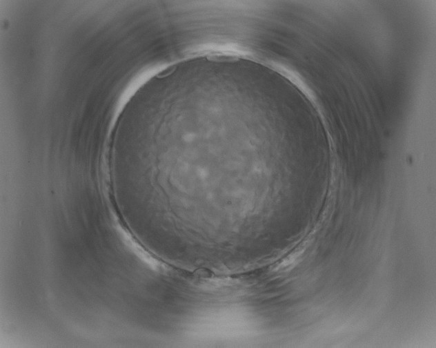 X0000068771056200604281233