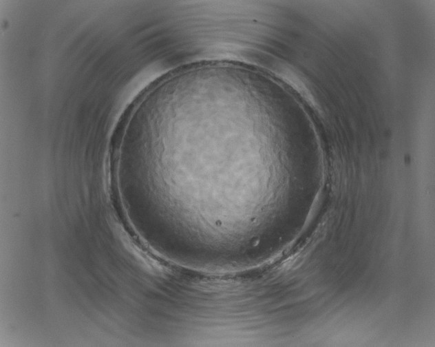 X0000068771076200604281232