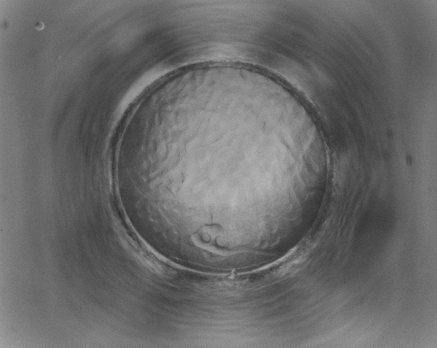 X0000068771078200604281232