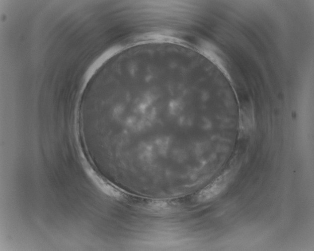 X0000068771098200604281232