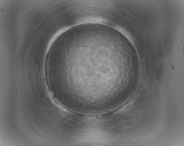 X0000068771104200604281232