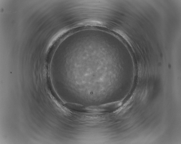 X0000068771115200604281231